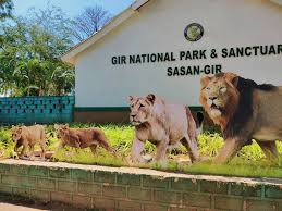 Ahmedabad to Sasan Gir Travel Guide & Safari Tips